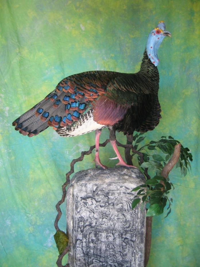 OCELLATED TURKEY on Mayan Stelae and Cocobolo base
