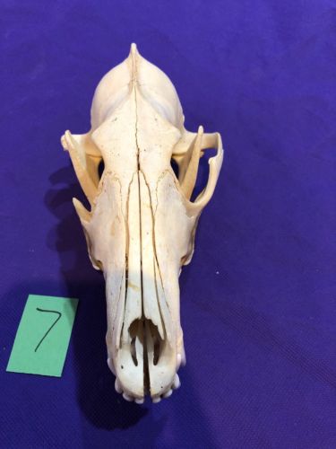 Coyote Skull Halloween Man cave Decor Craft Unique Christmas Gift Animal Mount