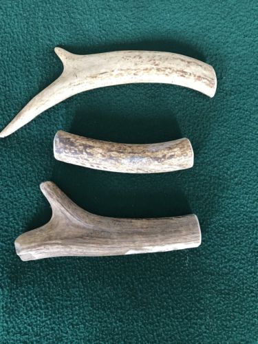 Fresh Brown Elk Antler - Knife Handles - Dog Chews - Crafts