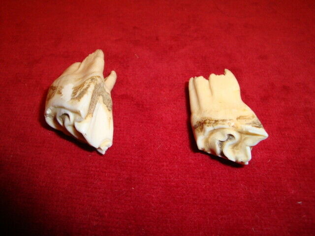 Vintage Elk Teeth for Jewelry making Large size Came from a Colorado Estate