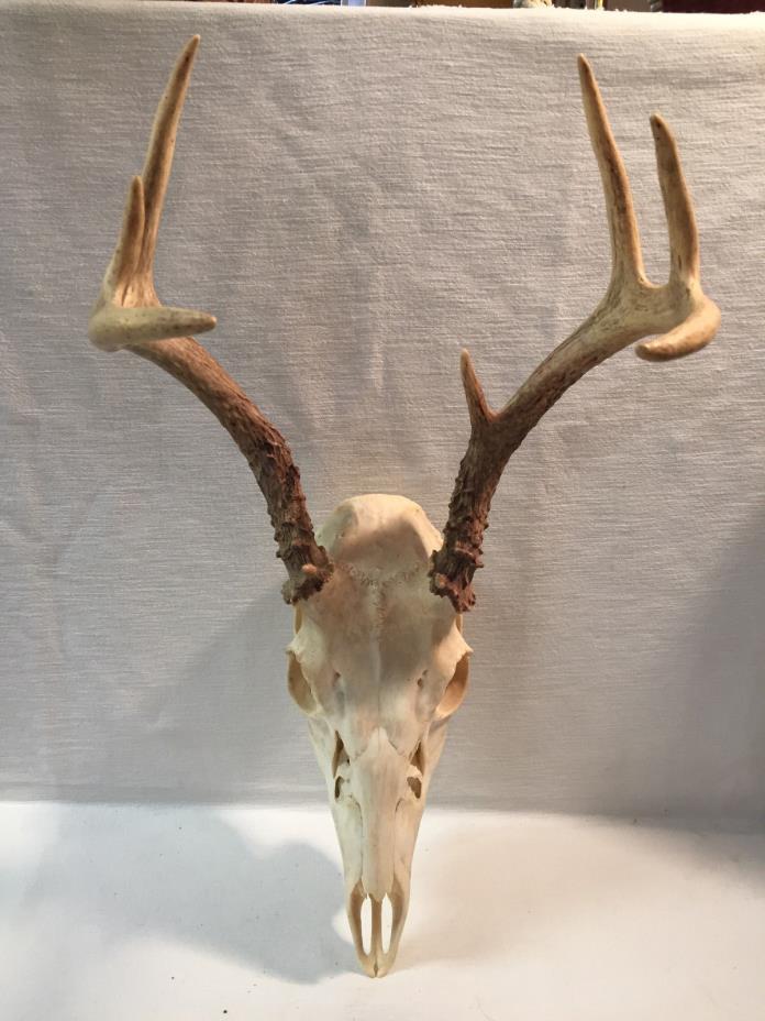 Vintage Deer Skull with Horns.