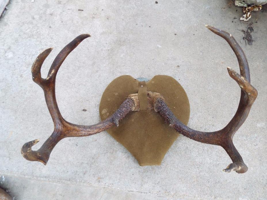 Vintage 8 Point Whitetail Buck Rack Deer Antler Skull Plate Mounted - Very Old