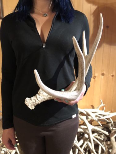 WYOMING Shed 4 PT Brown Mule Deer Antler Horn Bone Handle Rustic Craft Decor