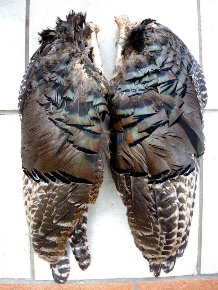 Pair of Wild Turkey Wings Feathers