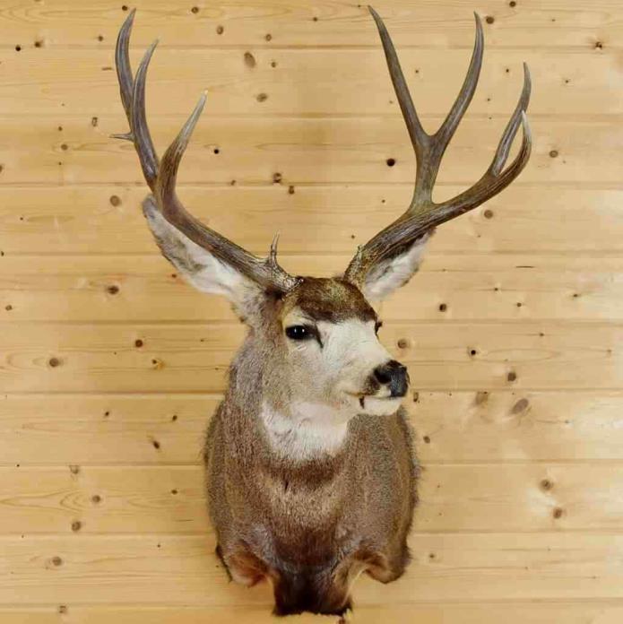 Mule Deer Taxidermy Mount - SW6215