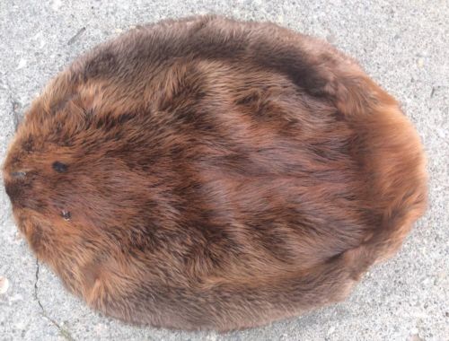 Tanned Montana Beaver Pelt Fur Skin Hide Fully Prime