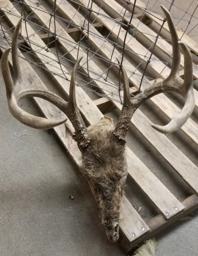 BIG OL 4x4 FULL SKULL whitetail deer antlers taxidermy horns cabin WILD
