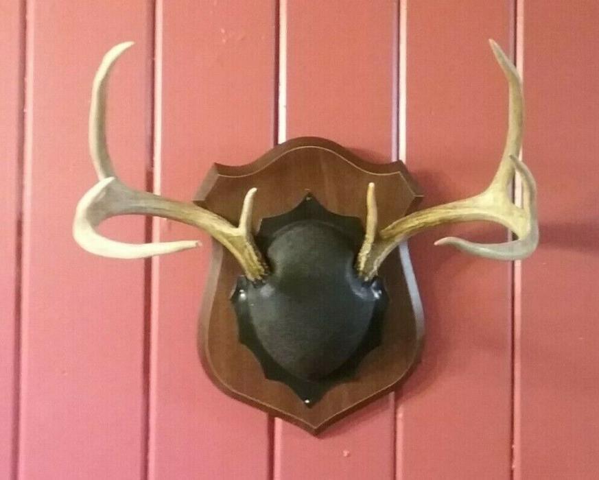 Whitetail Deer Large 8 Point Antlers Skull Cap Horns Mounted- Plaque Den Man Cav