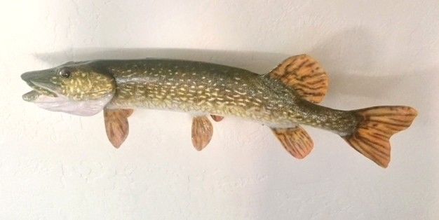 Taxidermy Pike Fish Wall Mount NEW