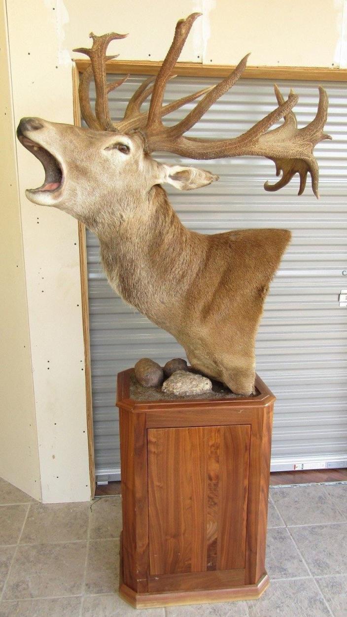 Trophy Elk Head Shoulder Mount 22 Point On Pedistal