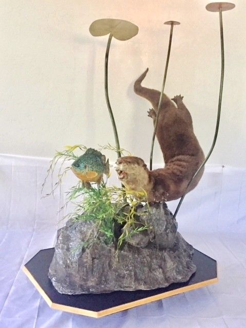 Taxidermy Otter Chasing Bluegill Fish Artisitic Scene NEW