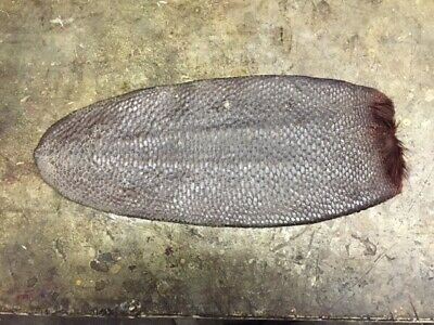 1 XX Large  UN-Tanned Beaver Tail/Salted/Air/dried /Home /Tanning/leather/Crafts