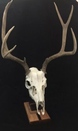 Mule Deer Buck European Skull Style Mount 4x4 Atypical Rack Antler Taxidermy
