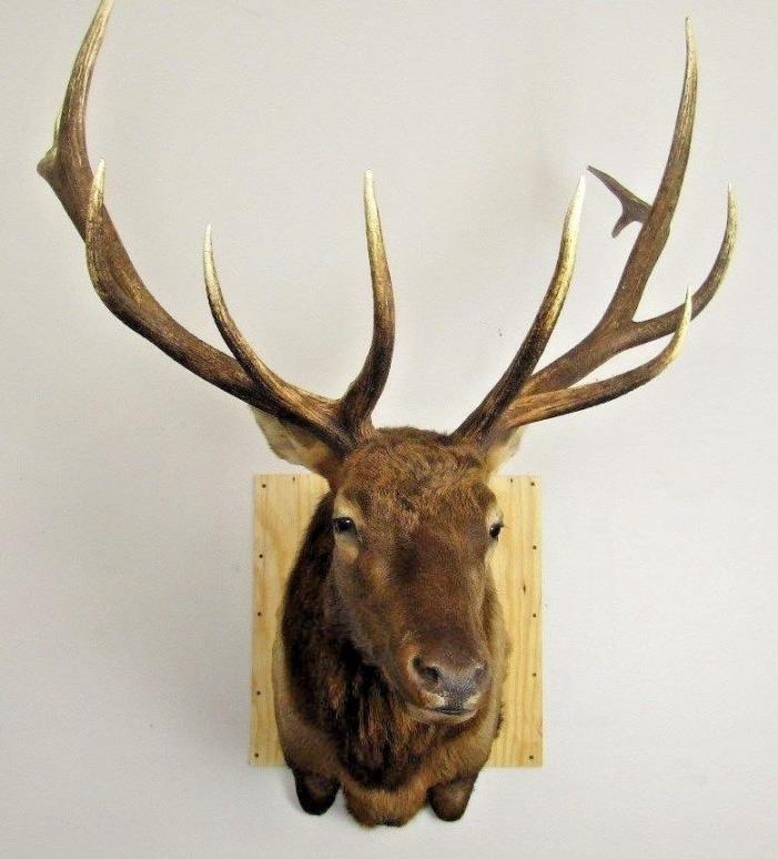 Elk Texadermy Shoulder Mount 6x6 Bull