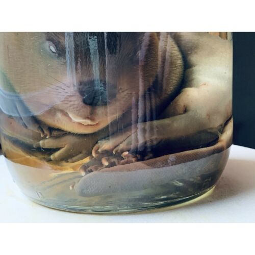 Beaver Wet Specimen Oddity Curiosity Taxidermy