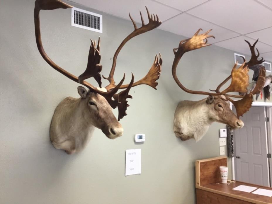 2 Enormous!!!! Barren Ground Caribou Taxidermy Shoulder Mounts For Sale