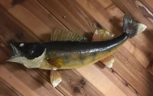 Nice Big Walleye 28” Taxidermy Natural Real Skin Fish Wall Mount Curved Tail