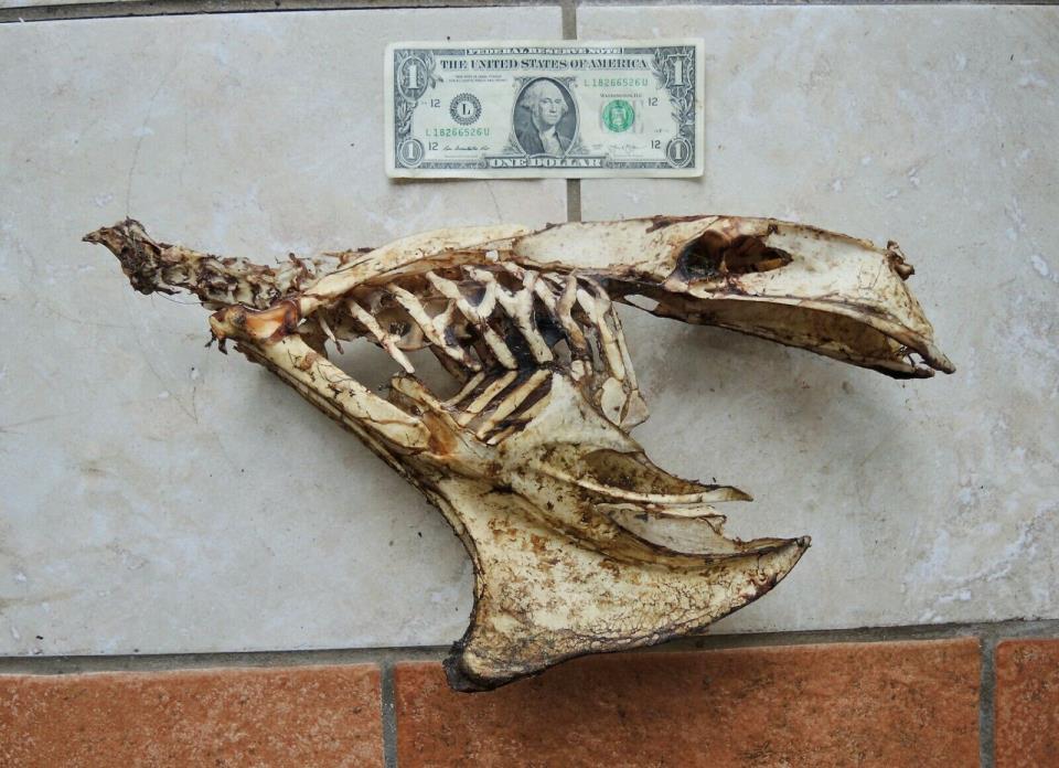 Wild Turkey Ribs Vertebrae Bones