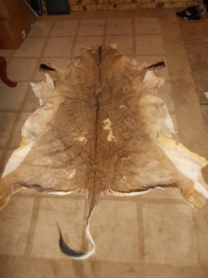 Tanned Deer Hide / Skin  Exotic