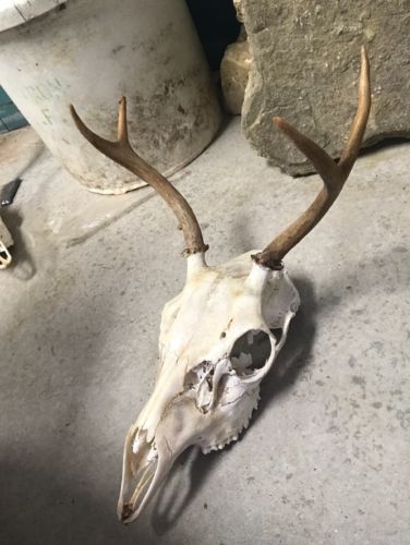 European Mule Deer Skull Rustic Decor Man Cave Cabin Wall Art Home Den Office