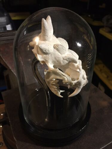 Vampire Skull Oddity Taxidermy Display Art
