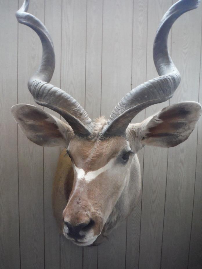 Awesome African Lesser Kudu Taxidermy Shoulder Mount Great Hide & Horns Amazing
