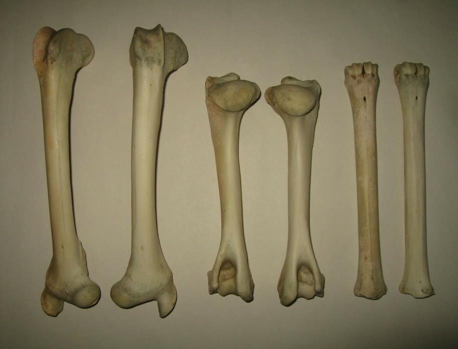 Lot of 6 White-tailed Deer Leg Long Limb Bones ( 3 Matched Pairs ) Taxidermy Elk
