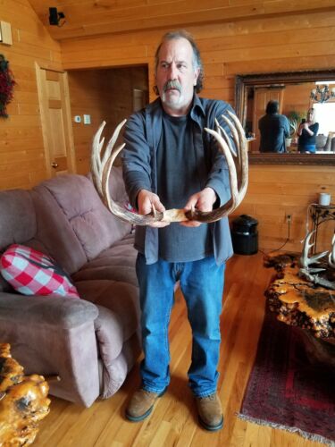 14 point whitetail deer antlers