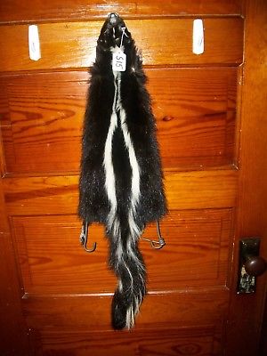 BEAUTIFUL tanned SKUNK 4 FEET CLAWS FUR PELT TAXIDERMY mount NO SMELL S15 CABIN