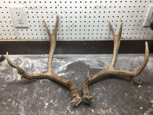 Big Set Of Mule Deer Antlers Horns Elk Moose Rack Monster