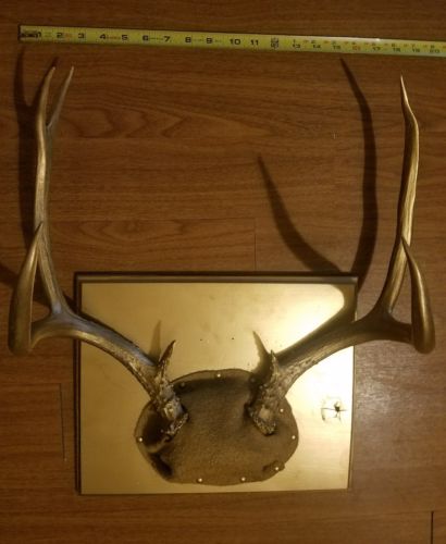 Mounted Taxidermy Mule Deer Antlers wood wall plaque light shade of gold added