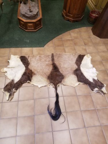 African Gemsbok Hide Tail Orix Taxidermy European Mount Tanned Furs Crafts Decor
