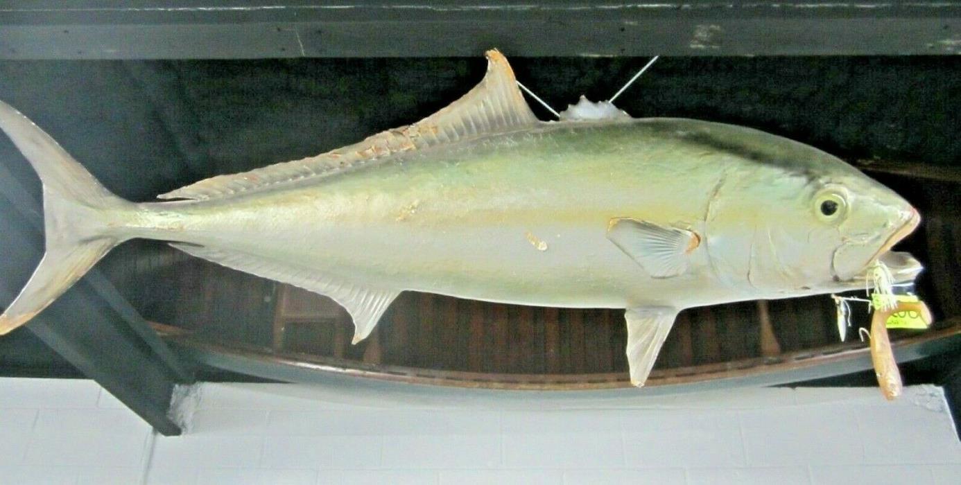 Large 5ft long Tuna, Taxidermy, wall fish mount
