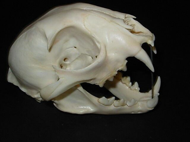 Genuine - Idaho - BOBCAT SKULL - Trap  Bones  Mount  Skeleton Antler Hunt Horn