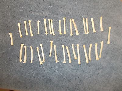 500 Coyote Toe Bones Great For Crafts These Have Been Cleaned  & Peroxided