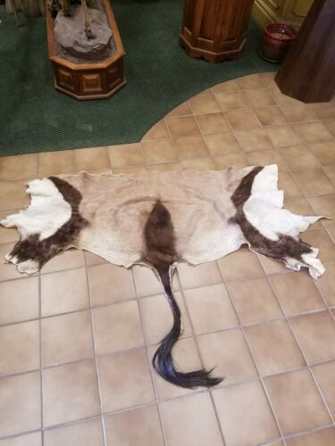 African Gemsbok Hide Tail Orix Taxidermy Mount Tanned Fur Crafts Log Cabin Decor