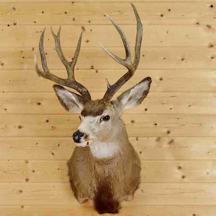 Mule Deer Taxidermy Mount - SW6217