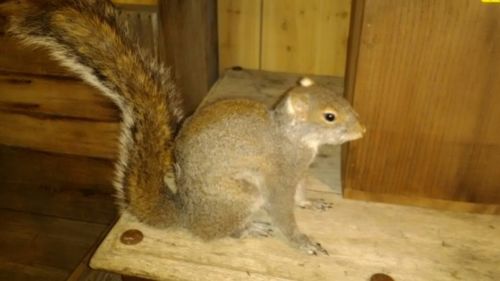 taxidermy Professionaly Mounted Gray Squirrel Home Cabin ManCave Decor Taxidermy