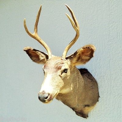 Very Lg Forked Horn 4 pt Mule Deer Buck Professional Taxidermy Mount Heavy Fur