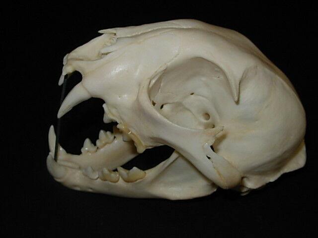 Genuine - Alaskan - LYNX   SKULL - Trap  Bones  Mount  Skeleton  Antler Hunt