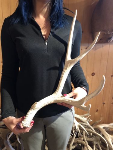BIG WYOMING TYPICAL MULE DEER SHED ANTLER! horn craft wild BBQ Knife Cabin Decor