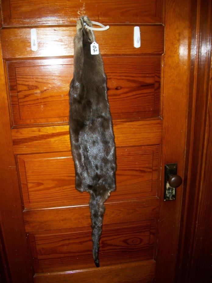 beautifull tanned RIVER OTTER fur pelt skin taxidermy cites TAG O2 craft trim