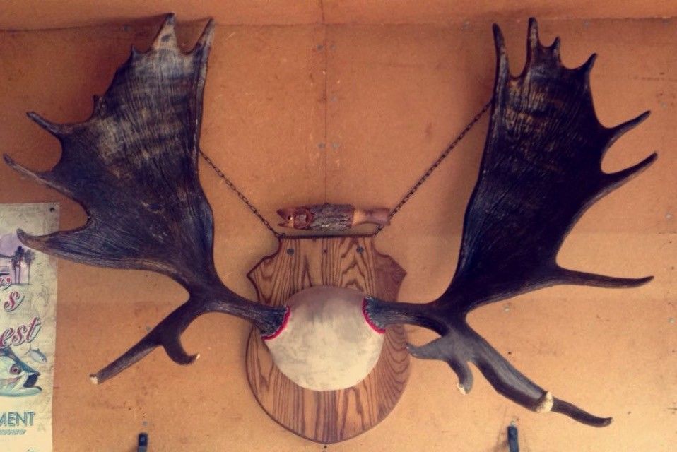 Mounted Moose Antlers Vintage Rack Horn Mount Point Taxidermy Hunting Shed