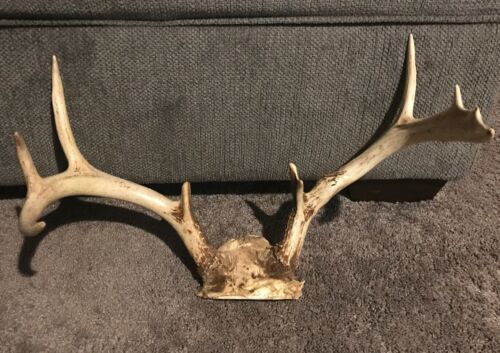 Typical Whitetail Deer Antlers 9-point Mount Pt Chew Knife Handle Skull Rack