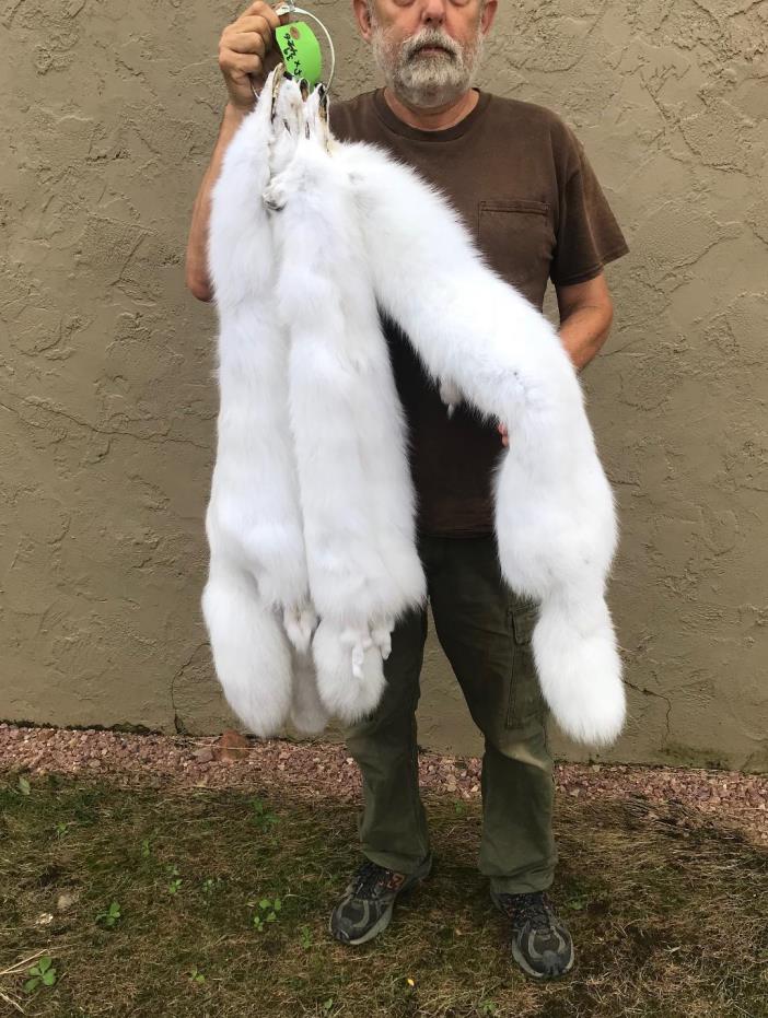 Beautiful Arctic Fox, professionally tanned, fur, brilliant white arcfx