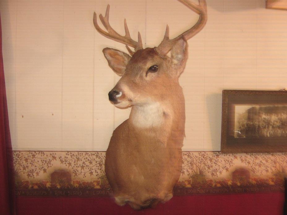 Big Trophy White Tail Buck Deer 10 Point Wide Heavy Antlers Taxidermy Mount