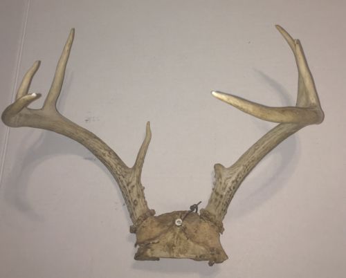 Deer Rack Approximately 11”X 14” with One Point Broken