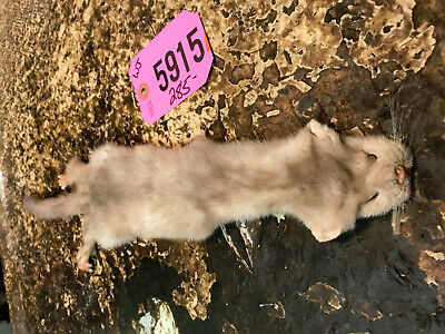 Very RARE Platium/blond BABY Mink skin, for mount Taxidermy CABIN HUNTING LODGE