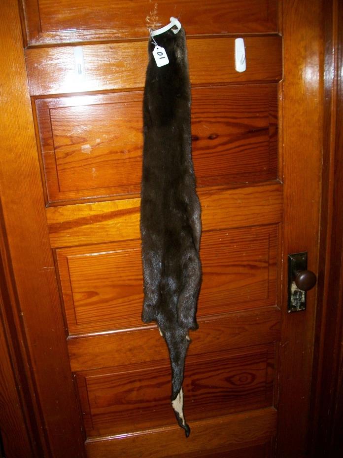 beautifull tanned RIVER OTTER fur pelt skin taxidermy cites TAG O1 craft trim