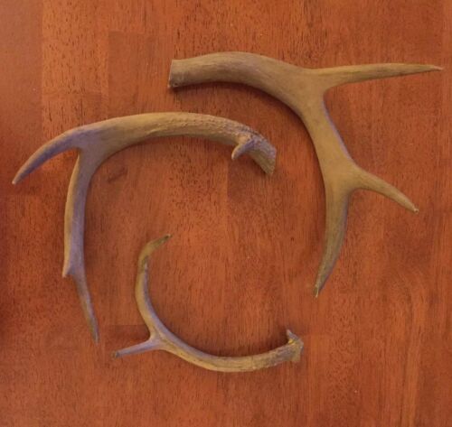 Lot of Three 3 Point Whitetail Deer Rack Antler Shed Horn Art Craft Chew